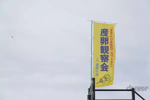 「太古より生き続けるカブトガニの脱皮殻をスケスケ写!?「三好秀昌のニッポン探訪・取材ウラ話　第19回〜カブトガニ」」の画像