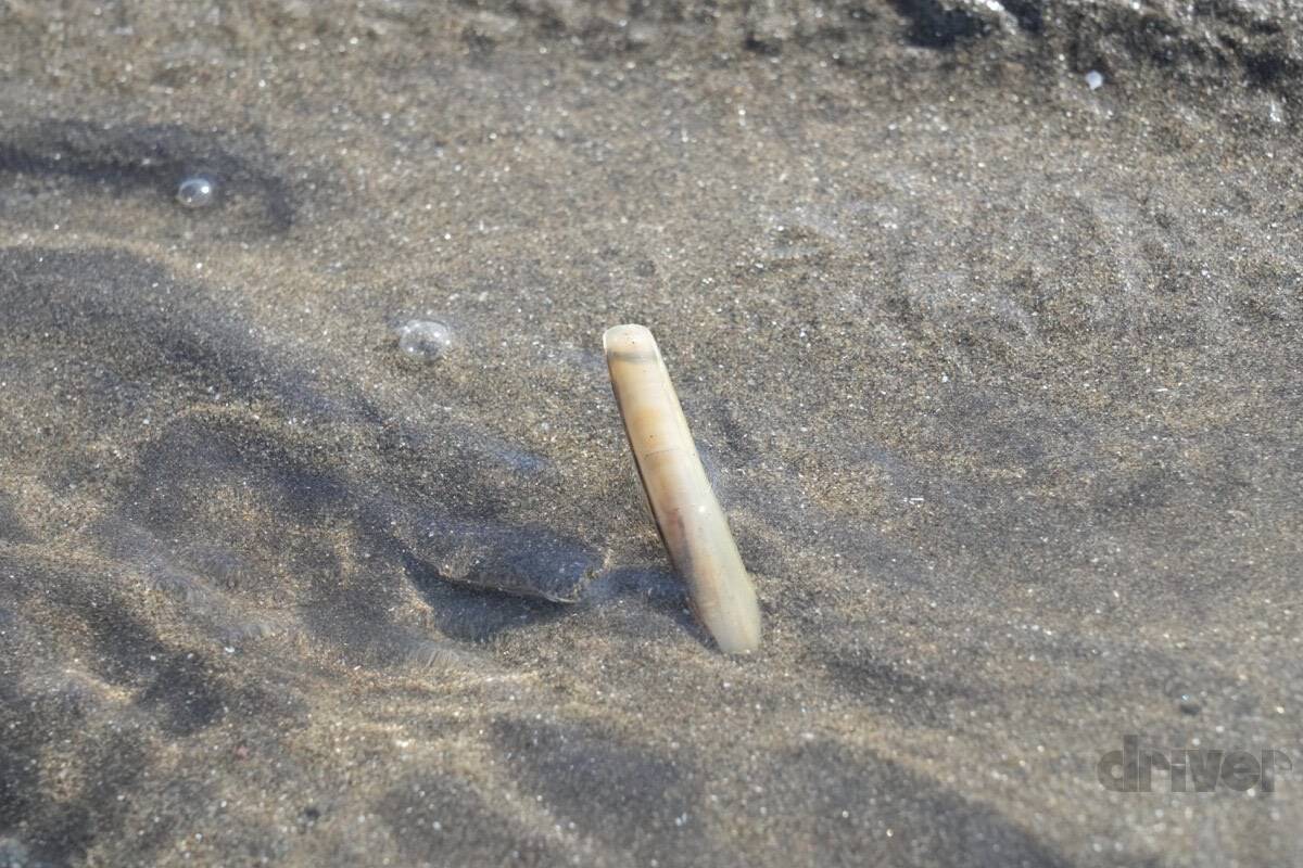 太古より生き続けるカブトガニの脱皮殻をスケスケ写!?「三好秀昌のニッポン探訪・取材ウラ話　第19回〜カブトガニ」