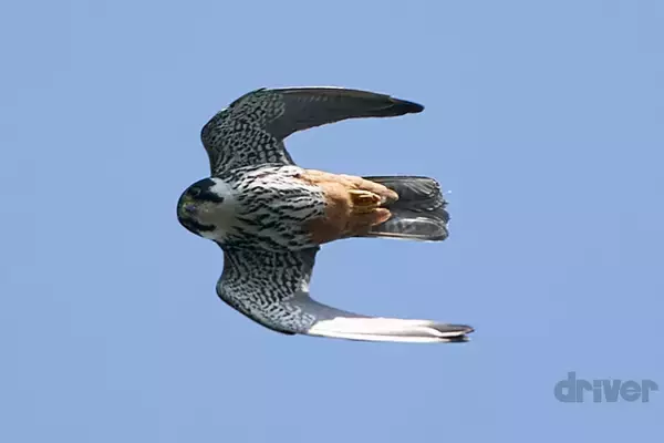 「かわいさ満点の雛鳥をニコニコ写！「三好秀昌のニッポン探訪・取材ウラ話　第20回〜チゴハヤブサ」」の画像