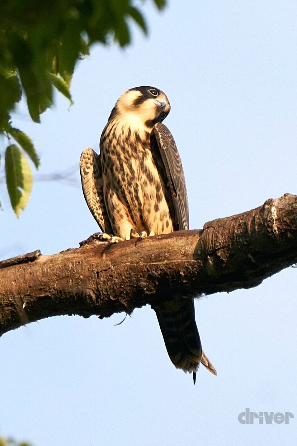 かわいさ満点の雛鳥をニコニコ写！「三好秀昌のニッポン探訪・取材ウラ話　第20回〜チゴハヤブサ」