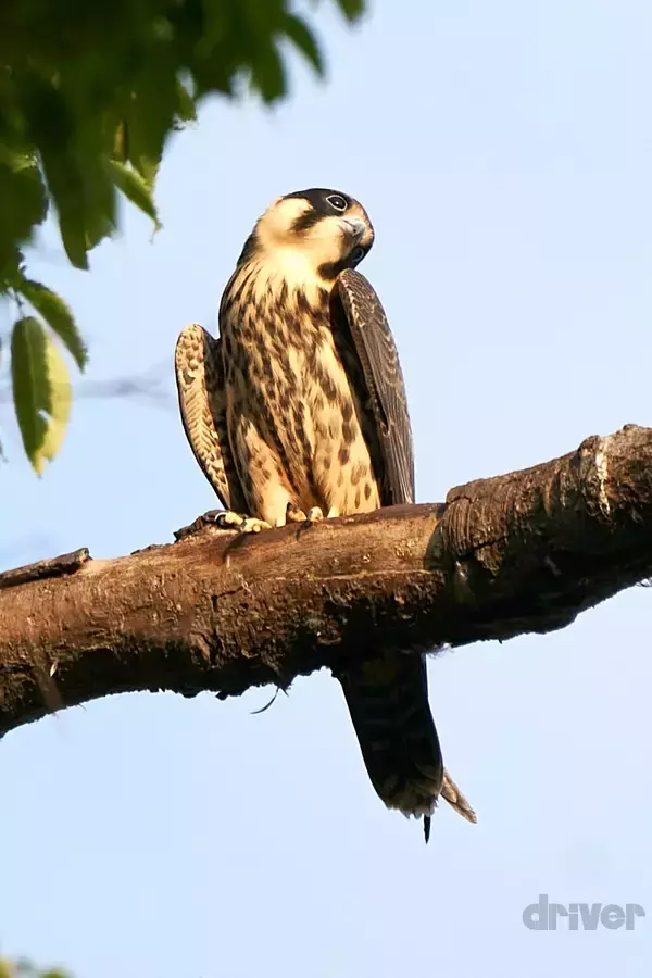 「かわいさ満点の雛鳥をニコニコ写！「三好秀昌のニッポン探訪・取材ウラ話　第20回〜チゴハヤブサ」」の画像