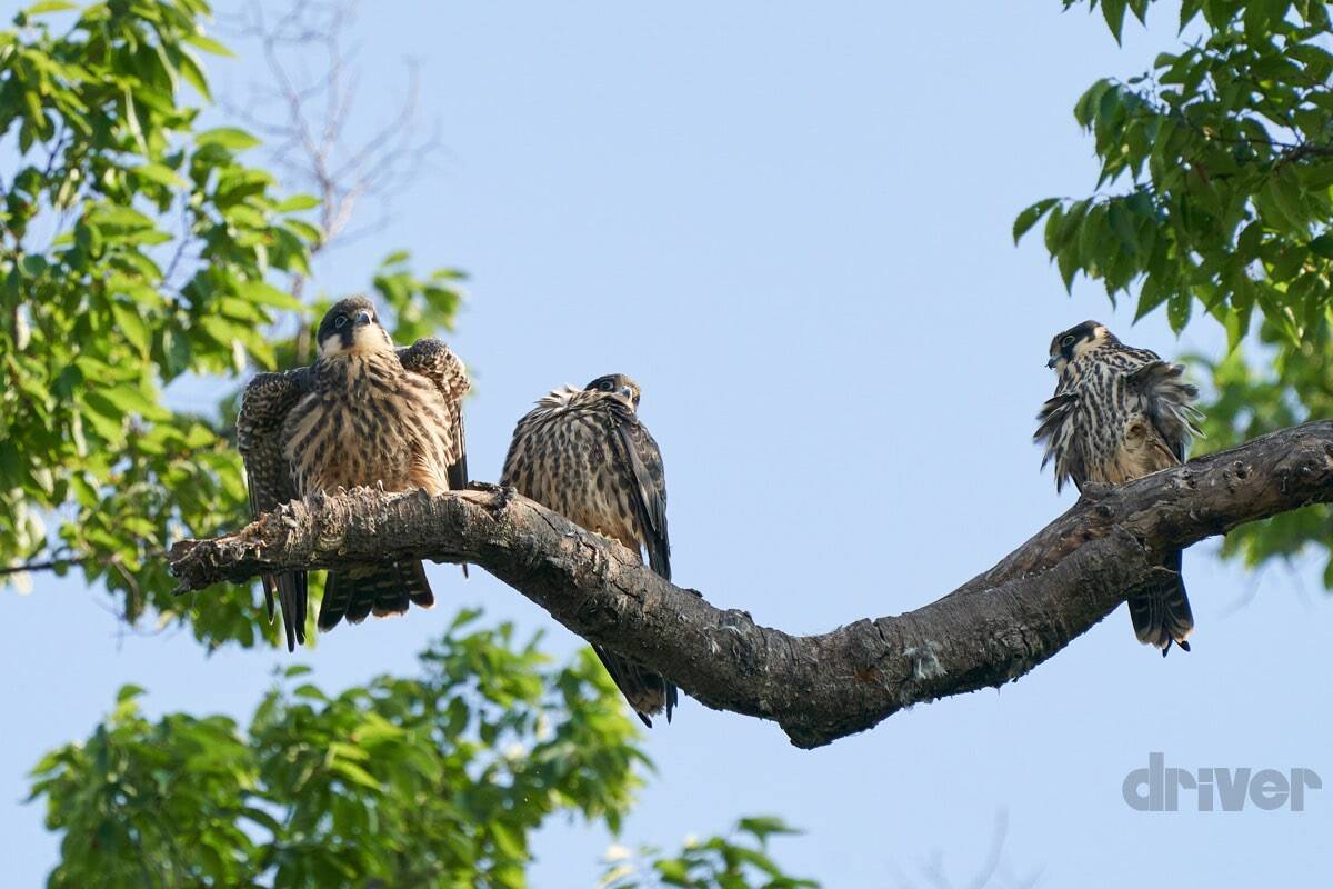 かわいさ満点の雛鳥をニコニコ写！「三好秀昌のニッポン探訪・取材ウラ話　第20回〜チゴハヤブサ」