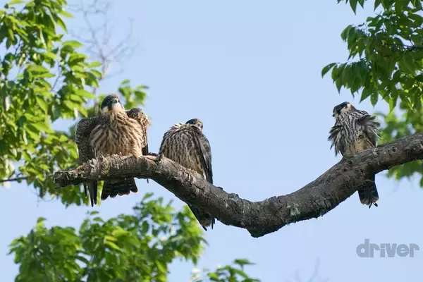 「かわいさ満点の雛鳥をニコニコ写！「三好秀昌のニッポン探訪・取材ウラ話　第20回〜チゴハヤブサ」」の画像