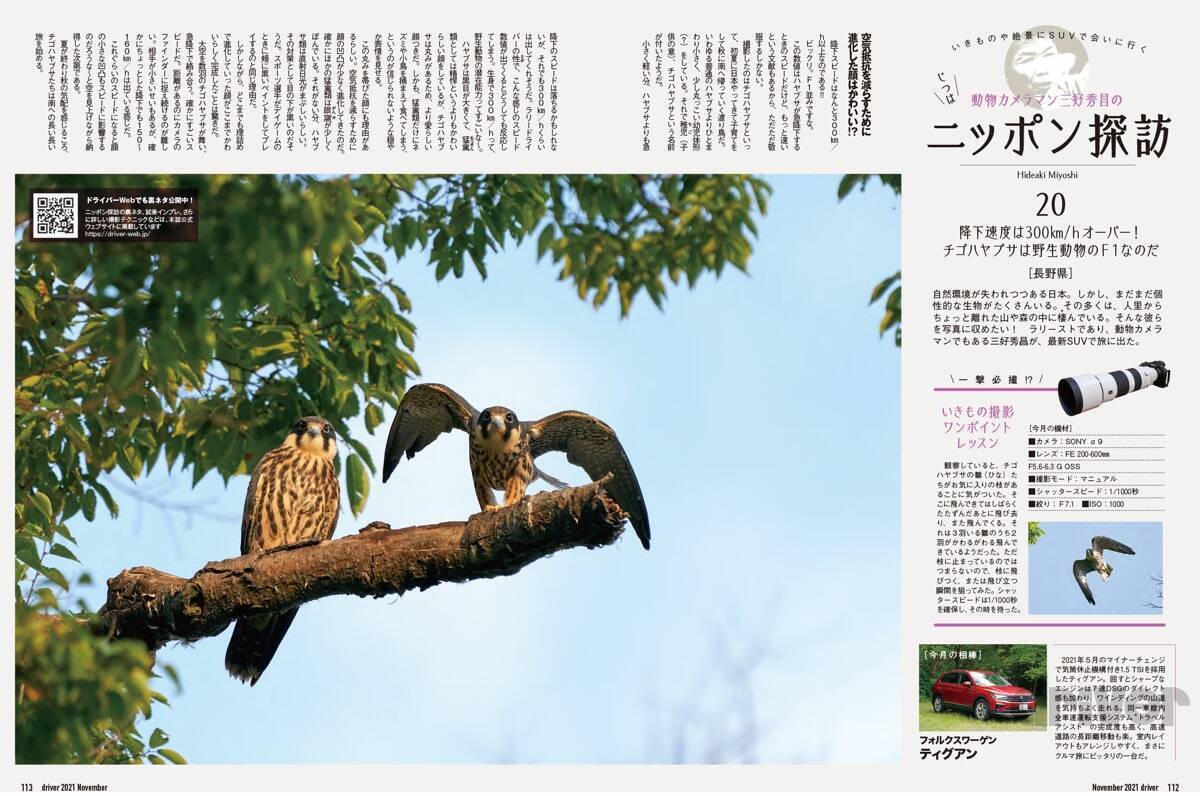 かわいさ満点の雛鳥をニコニコ写！「三好秀昌のニッポン探訪・取材ウラ話　第20回〜チゴハヤブサ」