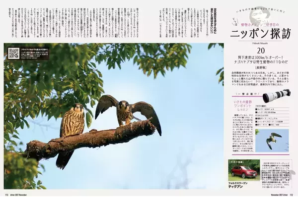 「かわいさ満点の雛鳥をニコニコ写！「三好秀昌のニッポン探訪・取材ウラ話　第20回〜チゴハヤブサ」」の画像