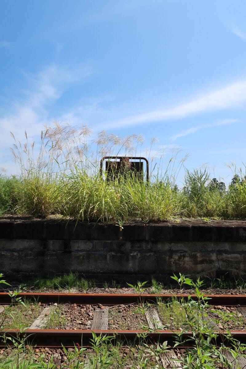 かわいさ満点の雛鳥をニコニコ写！「三好秀昌のニッポン探訪・取材ウラ話　第20回〜チゴハヤブサ」
