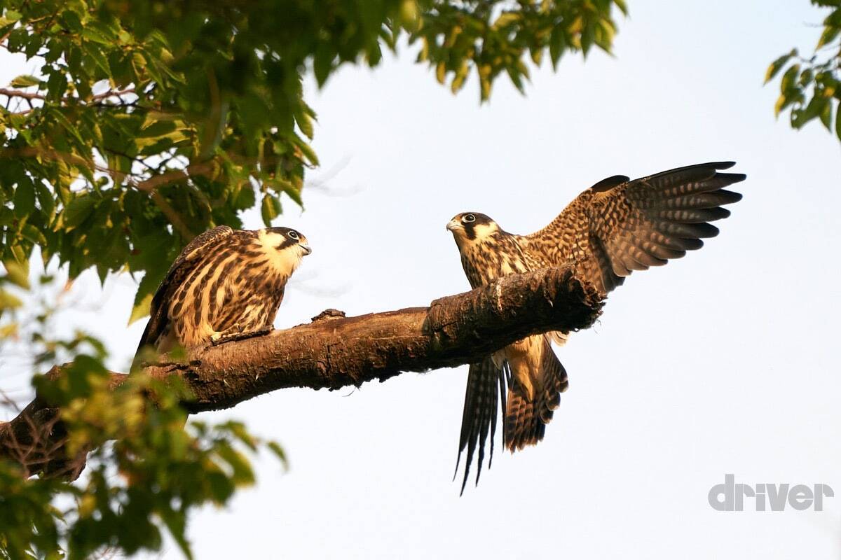 かわいさ満点の雛鳥をニコニコ写！「三好秀昌のニッポン探訪・取材ウラ話　第20回〜チゴハヤブサ」