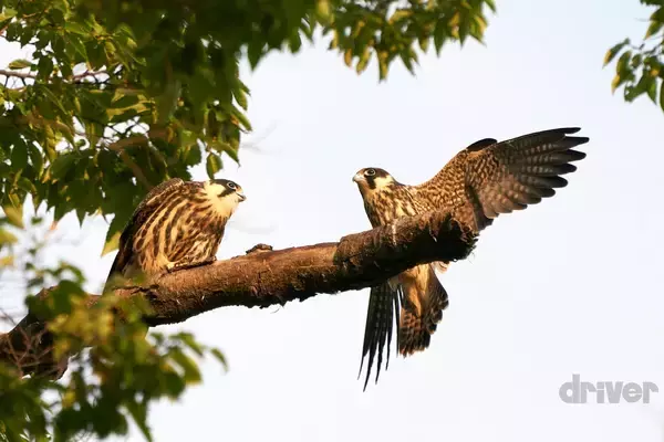 「かわいさ満点の雛鳥をニコニコ写！「三好秀昌のニッポン探訪・取材ウラ話　第20回〜チゴハヤブサ」」の画像