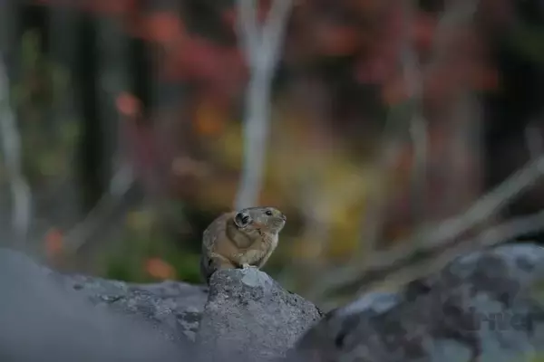 「標高1252ｍの山頂でナキウサギをモグラたたき写!?「三好秀昌のニッポン探訪・取材ウラ話　第21回〜ナキウサギ」」の画像