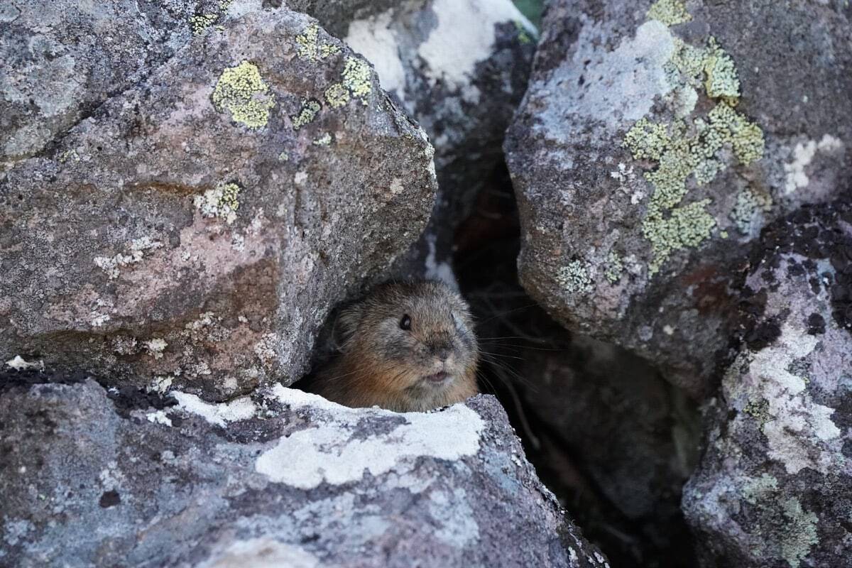 標高1252ｍの山頂でナキウサギをモグラたたき写!?「三好秀昌のニッポン探訪・取材ウラ話　第21回〜ナキウサギ」