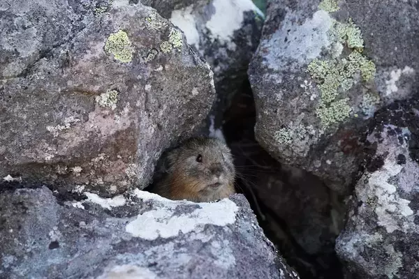 「標高1252ｍの山頂でナキウサギをモグラたたき写!?「三好秀昌のニッポン探訪・取材ウラ話　第21回〜ナキウサギ」」の画像