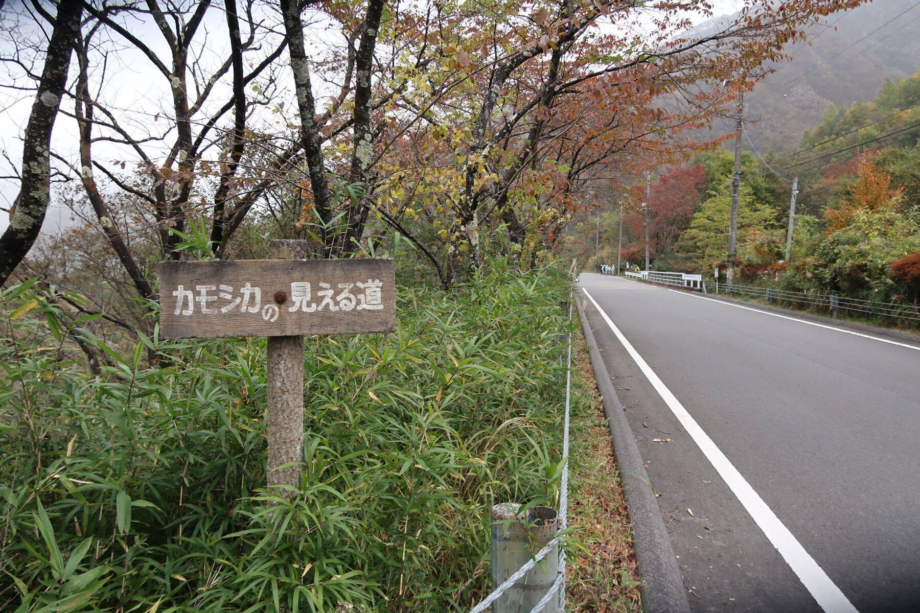 数撃ちゃ当たる作戦でカモシカを連射！「三好秀昌のニッポン探訪・取材ウラ話　第22回〜カモシカ」