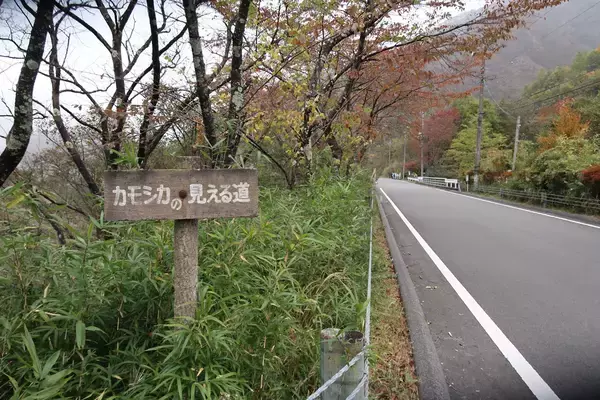 「数撃ちゃ当たる作戦でカモシカを連射！「三好秀昌のニッポン探訪・取材ウラ話　第22回〜カモシカ」」の画像
