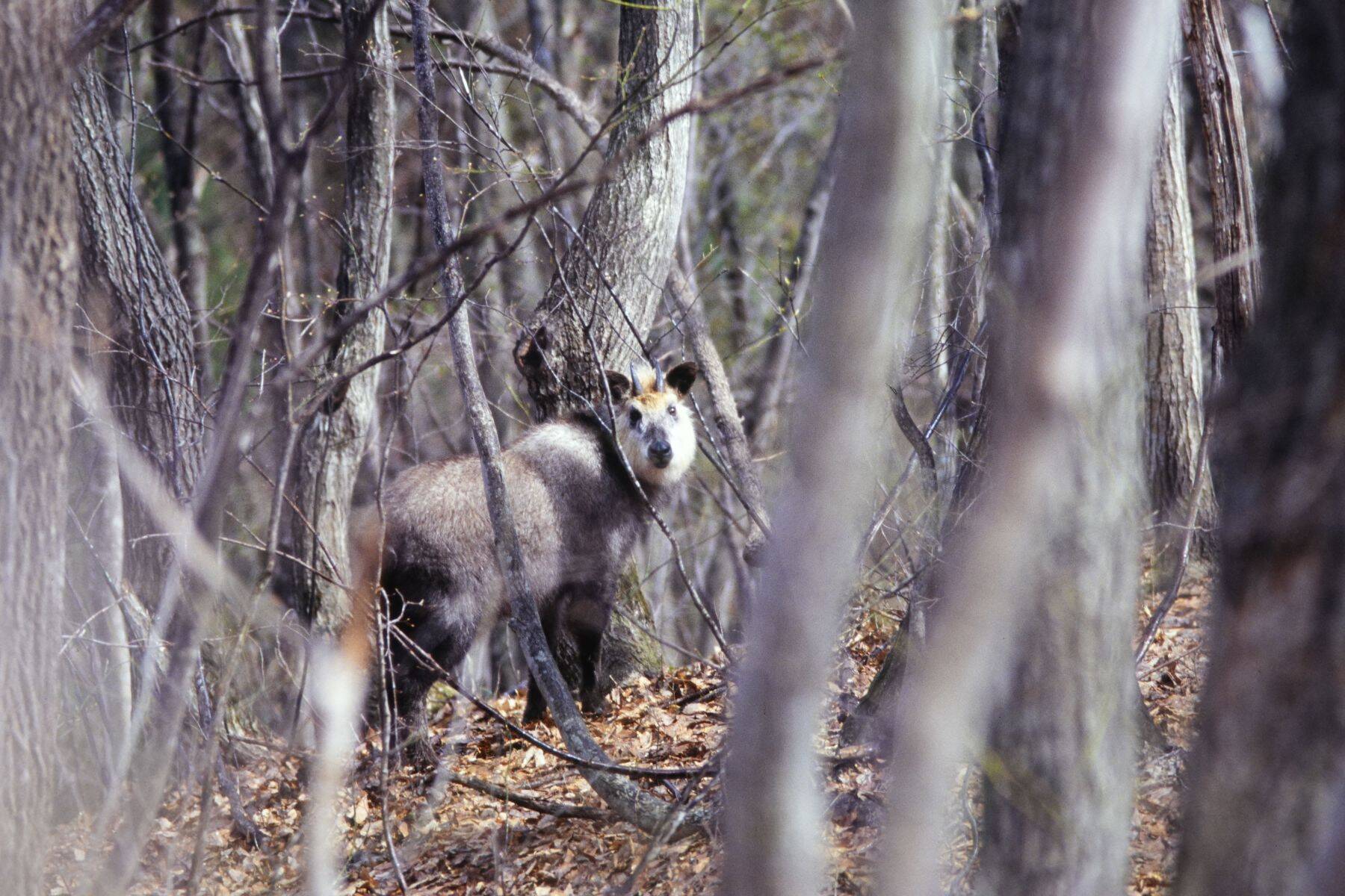 数撃ちゃ当たる作戦でカモシカを連射！「三好秀昌のニッポン探訪・取材ウラ話　第22回〜カモシカ」