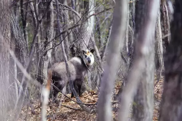 「数撃ちゃ当たる作戦でカモシカを連射！「三好秀昌のニッポン探訪・取材ウラ話　第22回〜カモシカ」」の画像