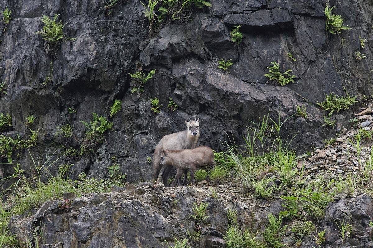 数撃ちゃ当たる作戦でカモシカを連射！「三好秀昌のニッポン探訪・取材ウラ話　第22回〜カモシカ」