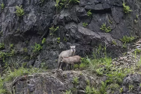 「数撃ちゃ当たる作戦でカモシカを連射！「三好秀昌のニッポン探訪・取材ウラ話　第22回〜カモシカ」」の画像
