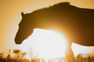 野生なのに超フレンドリーな馬を接写！「三好秀昌のニッポン探訪・取材ウラ話　第23回〜野生馬」