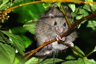 のんびり屋さんの日本最大のネズミの撮影にアセアセ（汗） 「三好秀昌のニッポン探訪・取材ウラ話　第29回〜ケナガネズミ」