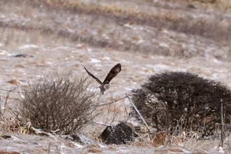 “知恵の象徴”をギリギリ撮！ 「三好秀昌のニッポン探訪・取材ウラ話　第25回〜フクロウ」
