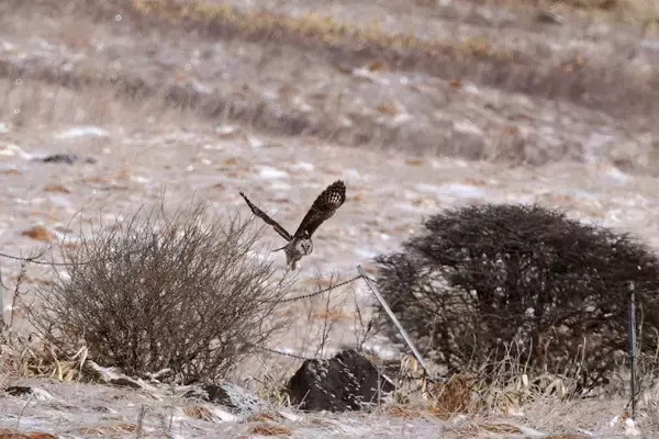 “知恵の象徴”をギリギリ撮！ 「三好秀昌のニッポン探訪・取材ウラ話　第25回〜フクロウ」