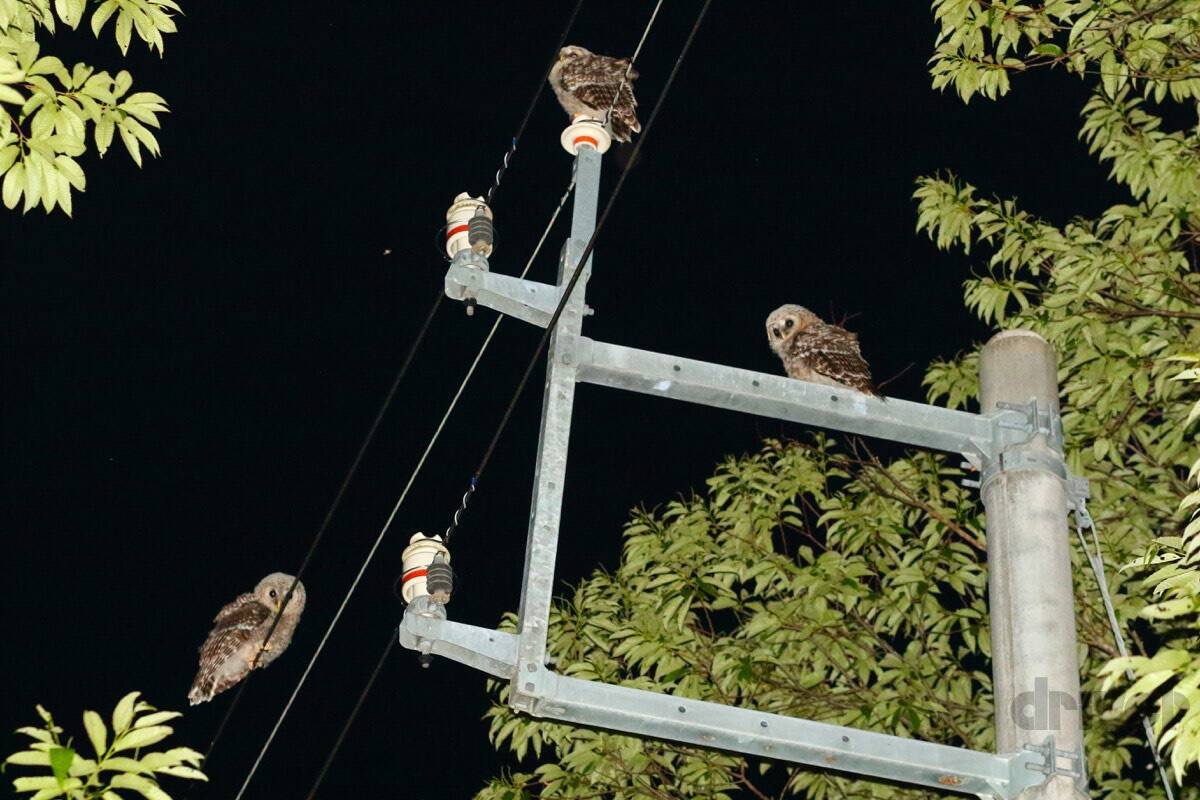 “知恵の象徴”をギリギリ撮！ 「三好秀昌のニッポン探訪・取材ウラ話　第25回〜フクロウ」