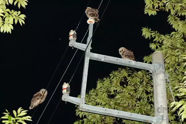 「“知恵の象徴”をギリギリ撮！ 「三好秀昌のニッポン探訪・取材ウラ話　第25回〜フクロウ」」の画像