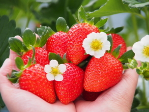 イチゴの旬をまるごと楽しむ！　 注目のスイーツイベントから「洗わず食べられる」奇跡のイチゴまで