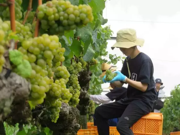 白鶴酒造が紡ぐ「神戸ワイン」の新たな歴史　地元愛が生んだ事業譲受と初出荷