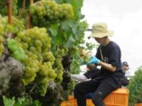 白鶴酒造が紡ぐ「神戸ワイン」の新たな歴史　地元愛が生んだ事業譲受と初出荷