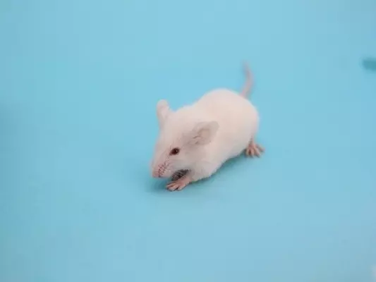 理研など マウスにおける 原始内胚葉幹細胞 の樹立に成功 22年2月7日 エキサイトニュース