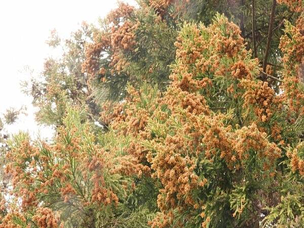 花粉症で ひきこもり 5割超 有効な対策は室内での花粉対策 19年3月10日 エキサイトニュース