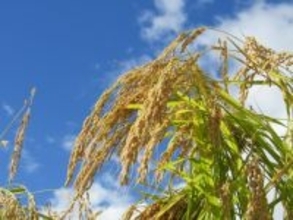 米の輸出「海外市場開拓に向け重点的に」と総理