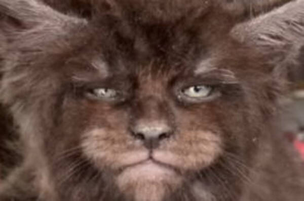 おそロシア 人間のような顔の猫 を目指すブリーダー 無表情のニャンコたちに同情の声が集まる 19年12月13日 エキサイトニュース