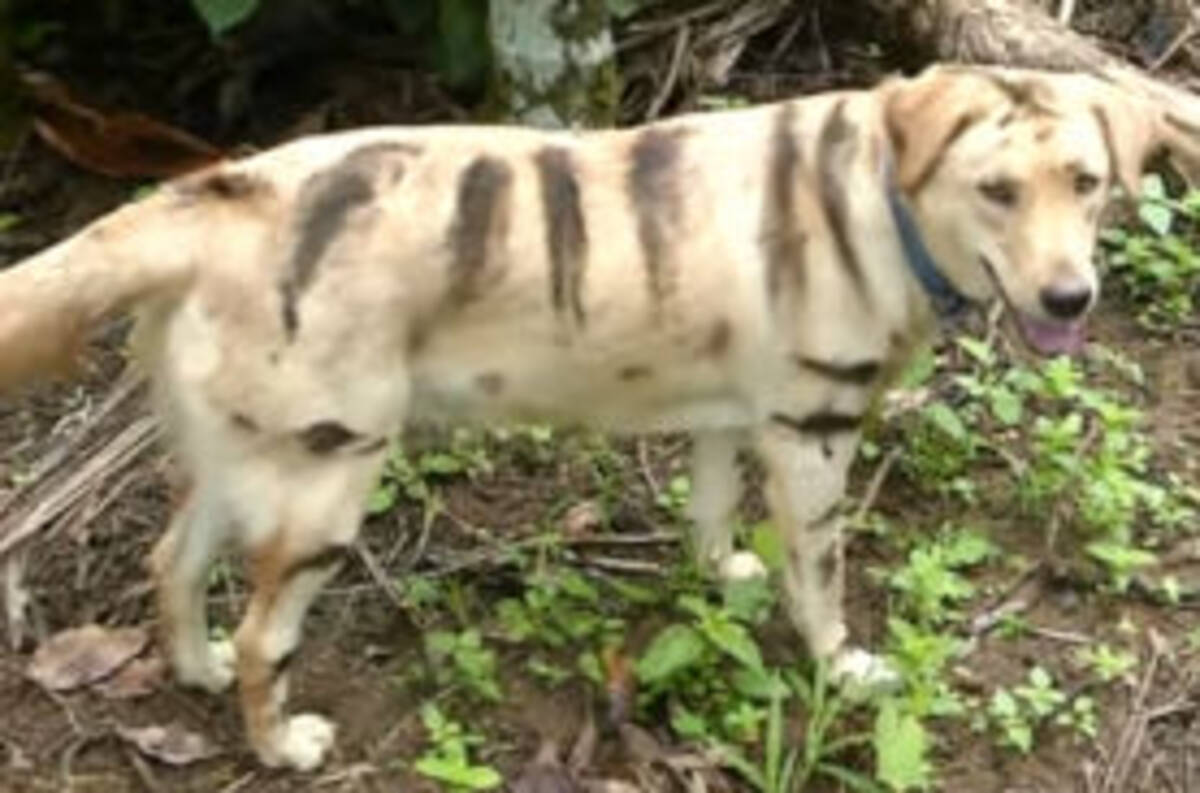 落書き インドの農村でサル駆除のため犬にペイントしてトラに見せかける方法がまさかの大成功 2020年1月9日 エキサイトニュース