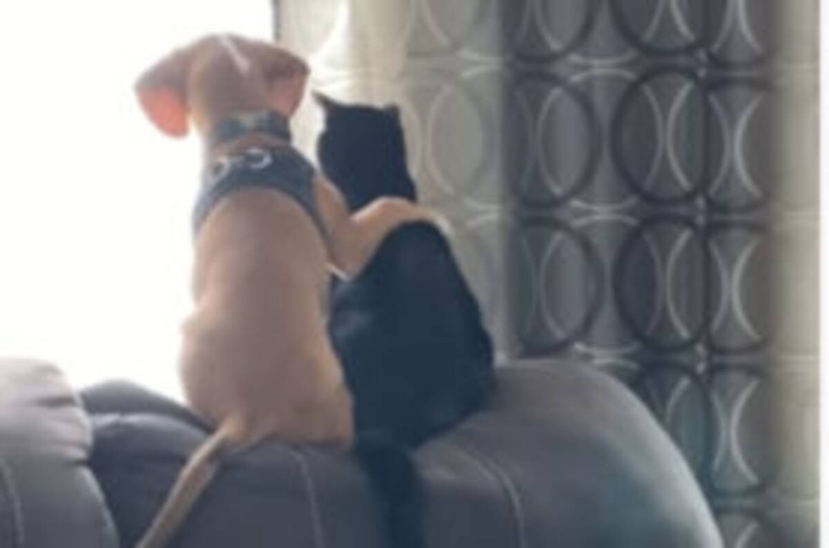 ベストフレンド 肩に手を回し2匹が仲良く鳥を眺める様子に心洗われる人続出 年3月16日 エキサイトニュース