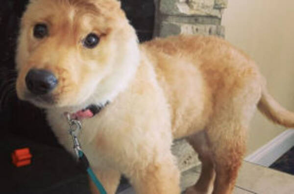 フォロワー16万人 悲しい過去を持つも愛らしいルックスのユニコーンドッグが話題に 年3月19日 エキサイトニュース