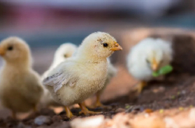 卵を産むし いざとなったら食料に 新型コロナのパニック買いでヒヨコを飼う人が続出するアメリカ 専門家が警告 年4月5日 エキサイトニュース