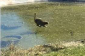 ぷかぷかと黒猫泳ぐよ海の中 波に揺られて自由気ままに 年4月16日 エキサイトニュース