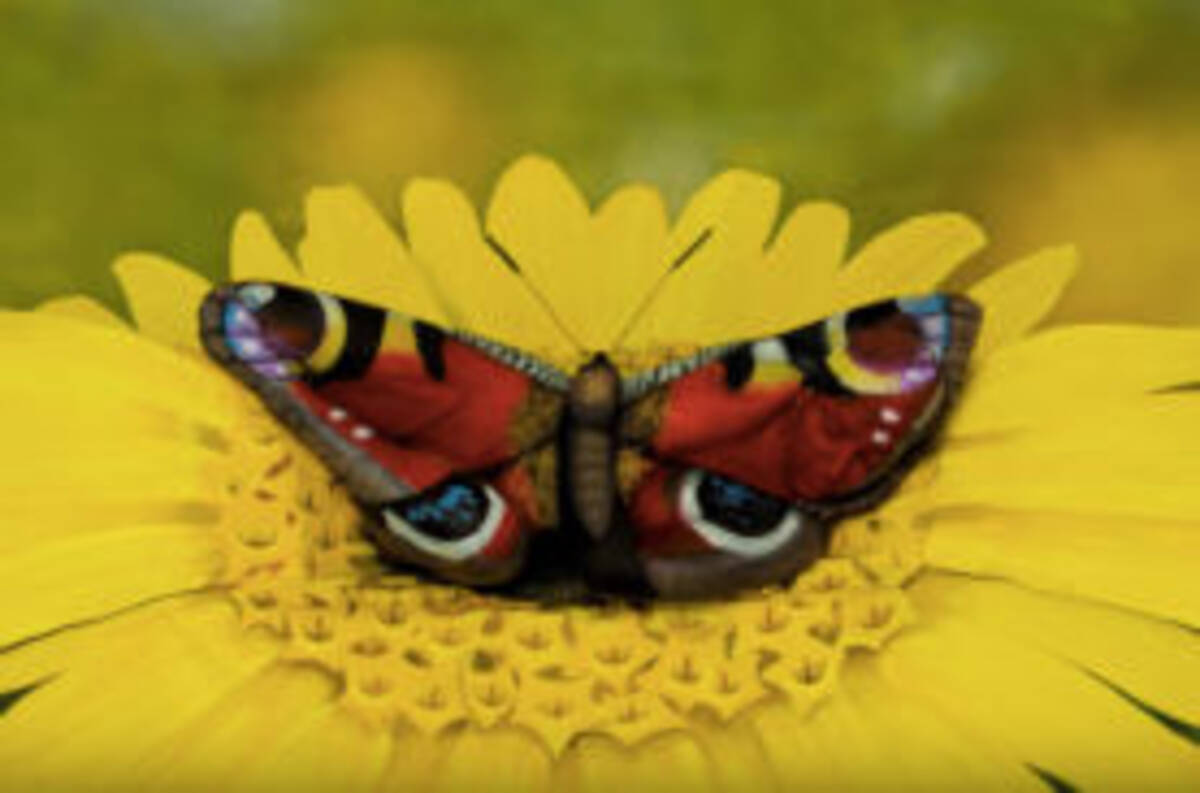 動画あり この蝶 実は女性なんです ボディペイントで生き物を描くイリュージョンが神業すぎる 年4月23日 エキサイトニュース