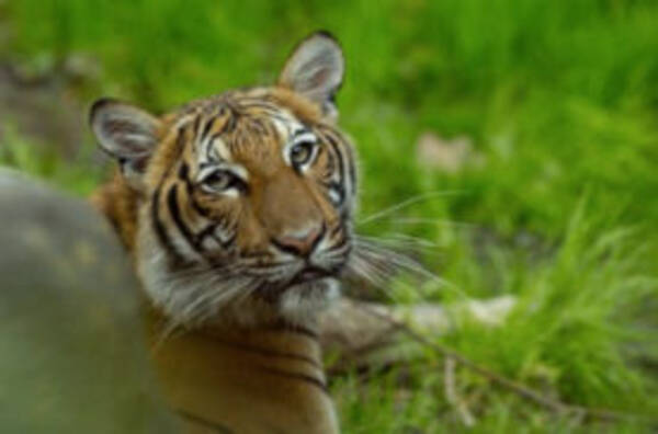続報 トラ感染の米動物園で新たに7頭のトラやライオンに陽性反応 さらにはペットの猫にまで 年4月23日 エキサイトニュース