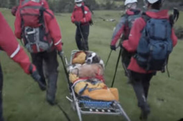 トホホ 救助犬として知られるセントバーナードが下山できなくなり担架で救助される 年7月29日 エキサイトニュース