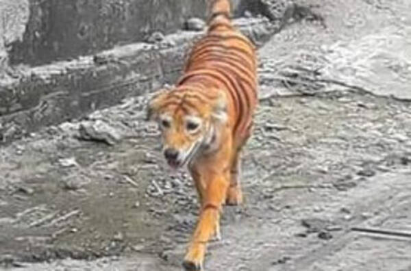 一体誰が マレーシアの動物保護団体が トラのような色の犬 を発見 動物虐待で調査を開始 年9月5日 エキサイトニュース