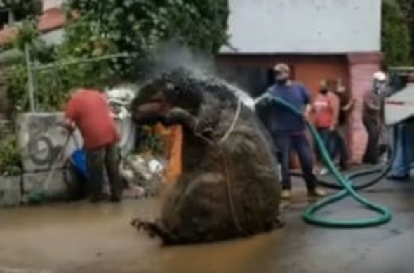 なにこの触手 西オーストラリアの海岸で発見されたこの生き物の正体は 18年11月16日 エキサイトニュース