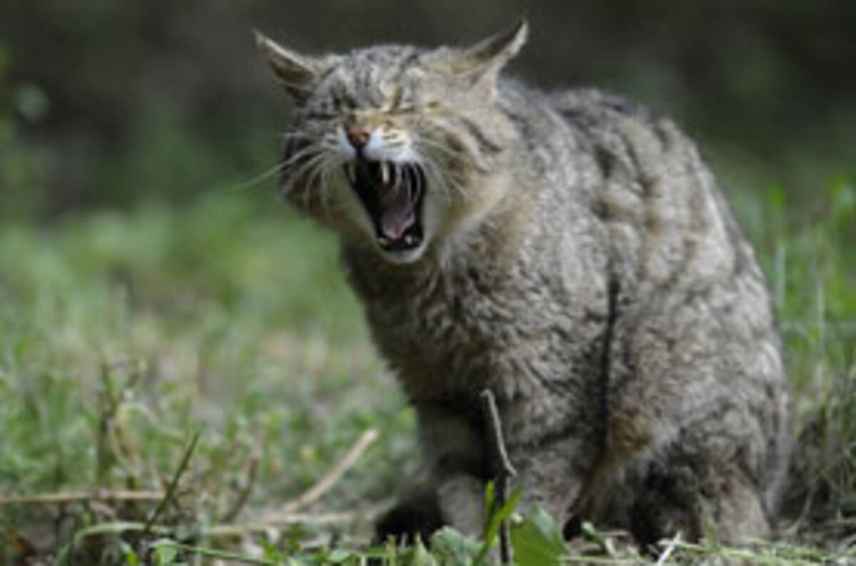 自然は残酷 スイスのヤマネコ セクシーすぎてイエネコにモテまくり絶滅の危機 年10月7日 エキサイトニュース