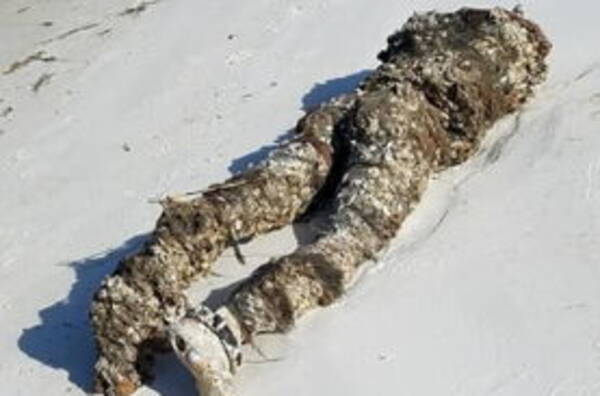 恐怖 浜辺で頭部切断遺体発見か フジツボが付着したマネキンでした 年11月25日 エキサイトニュース