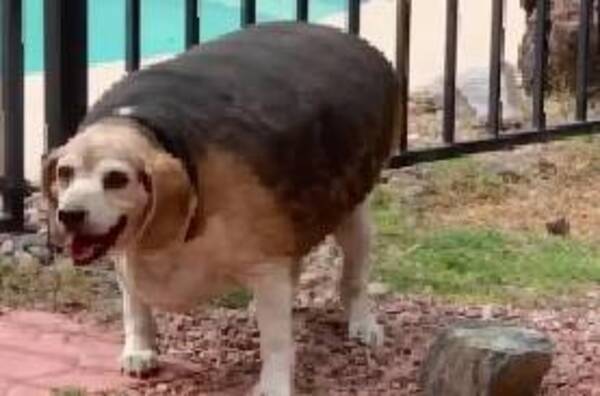 激変 体重40キロのぽっちゃりビーグル犬がダイエットした結果 驚きの変貌を遂げる 年12月3日 エキサイトニュース