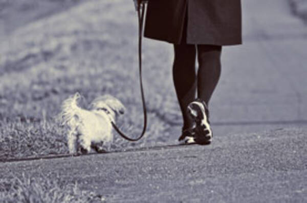 無理ありすぎ 夫の首にリードつけ 犬 と称し外出規制をくぐり抜けようとした女性が罰金刑に 21年1月15日 エキサイトニュース