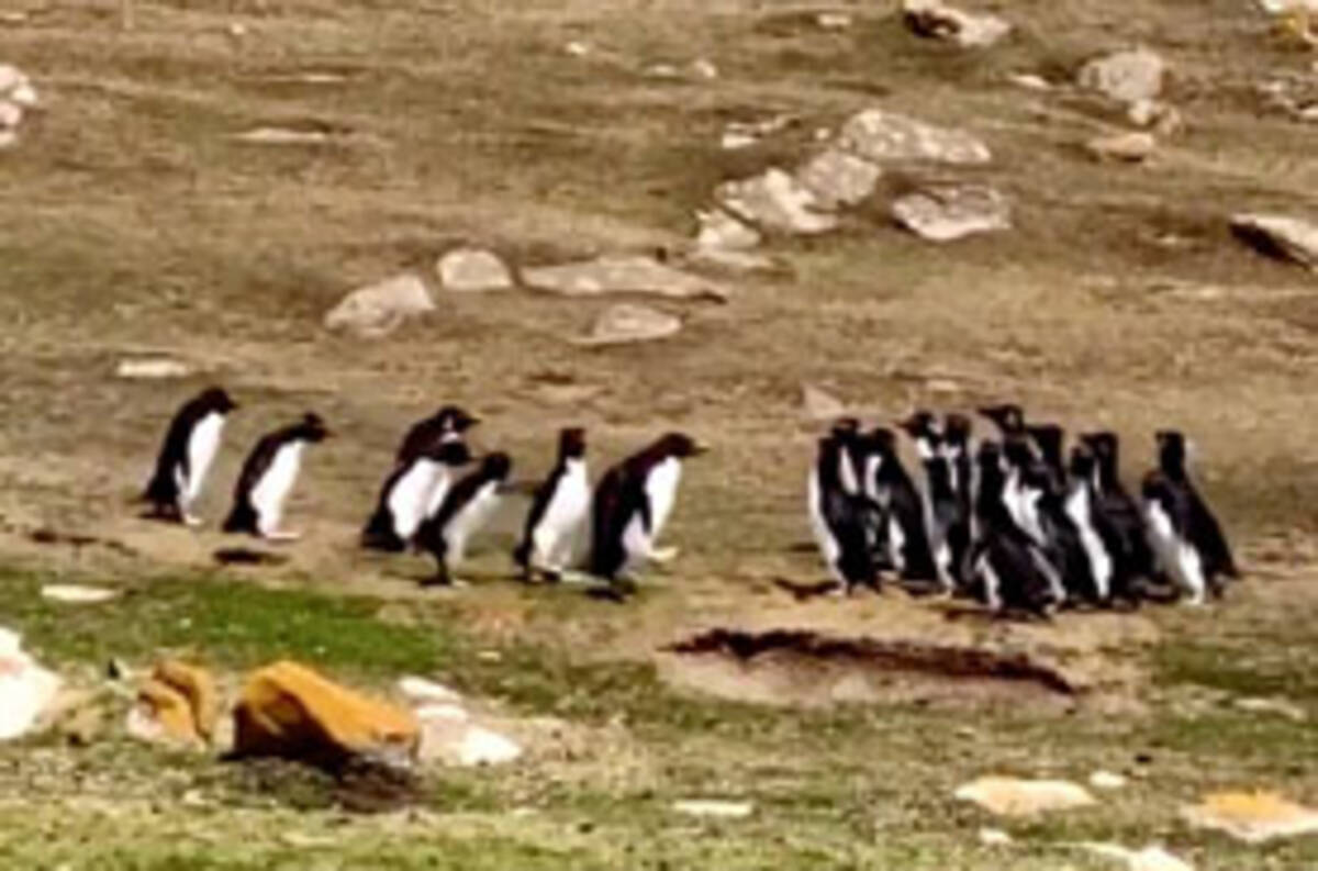 高い社会性 ペンギンの集団が仲間に挨拶する映像が話題に おしゃべりに夢中な友達を呼び寄せる姿も 21年1月28日 エキサイトニュース