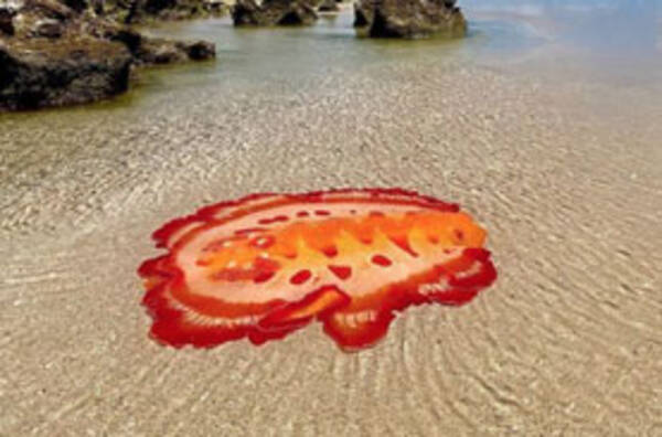 不気味 オーストラリアの海で激写されたこのカラフルで巨大な物体の正体は 21年1月31日 エキサイトニュース